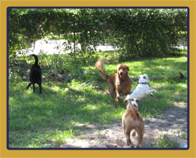 Boarding at River City Dog Training offers lots of social interaction opportunities for your dog.