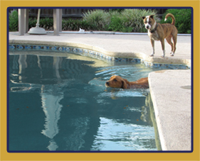River City Dog Training dog services include fun play time at the pool.